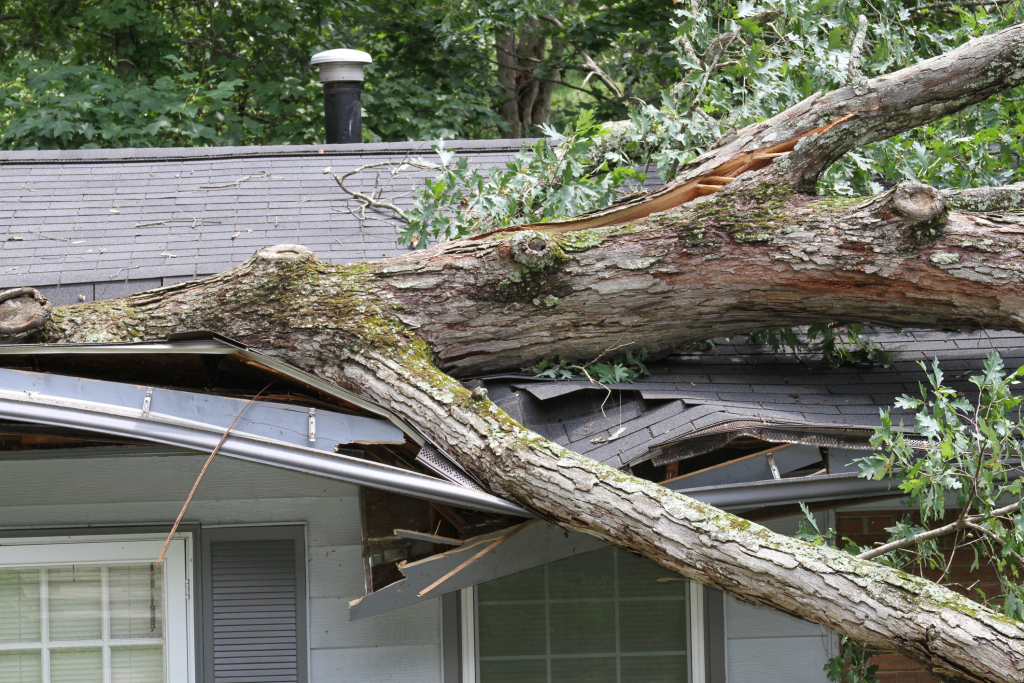 Large fallen tree trunk crashed through roof of residential house, causing severe structural damage to shingles and gutters