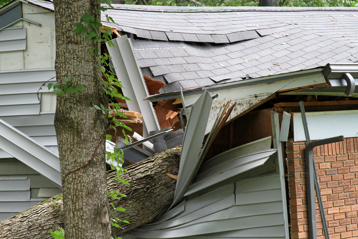 Large fallen tree crashed through roof and siding of residential house, causing severe structural damage to home exterior